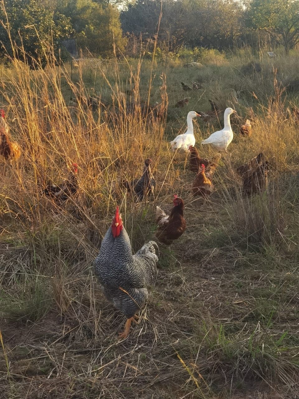 The flock out in the evening grass