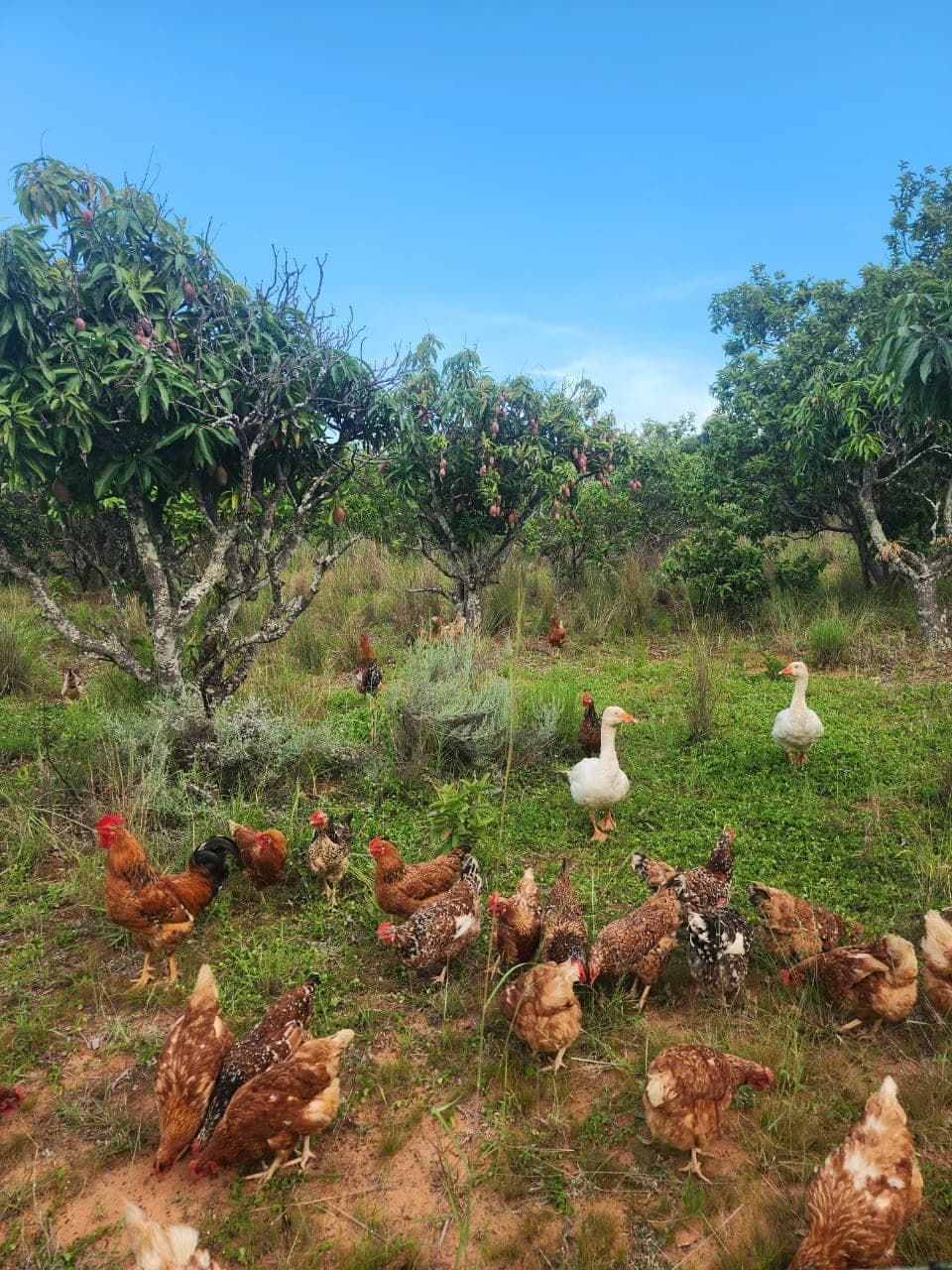 Chickens and ducks on pasture under the trees at a partner farm