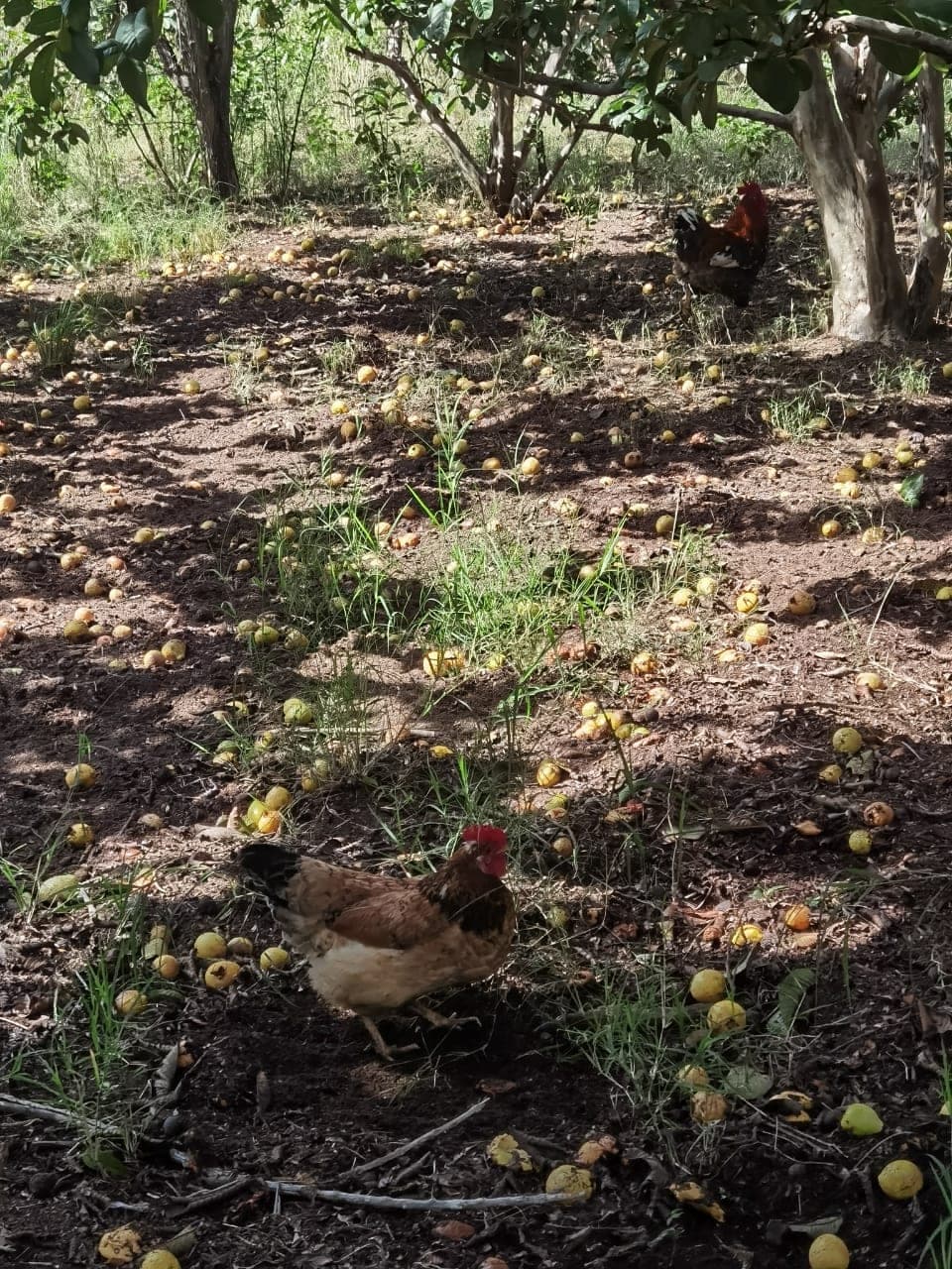 A hen foraging in the orchard
