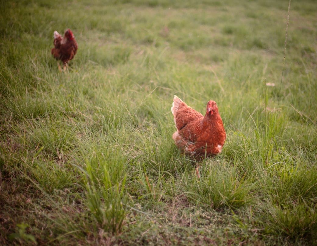 Hens out on open grass
