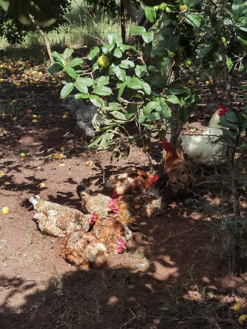 Hens resting in the shade of the trees