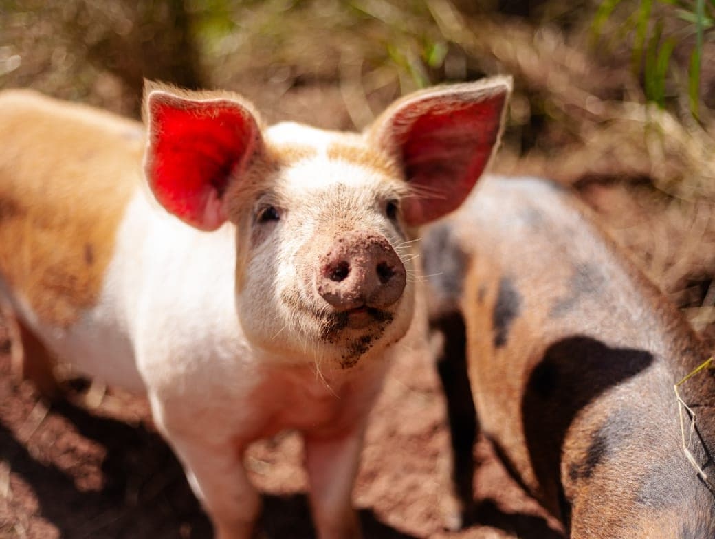 A curious piglet