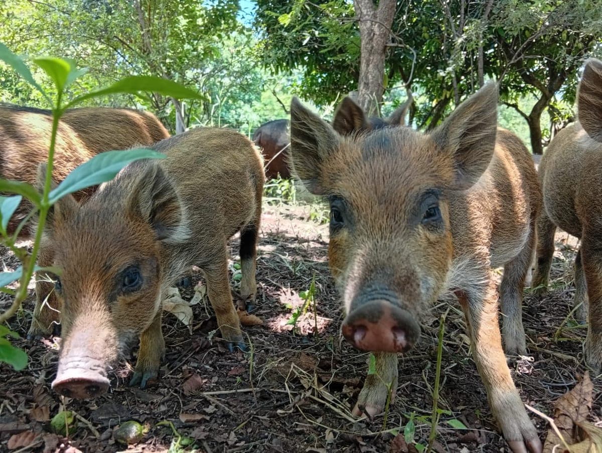 Pigs coming to say hello