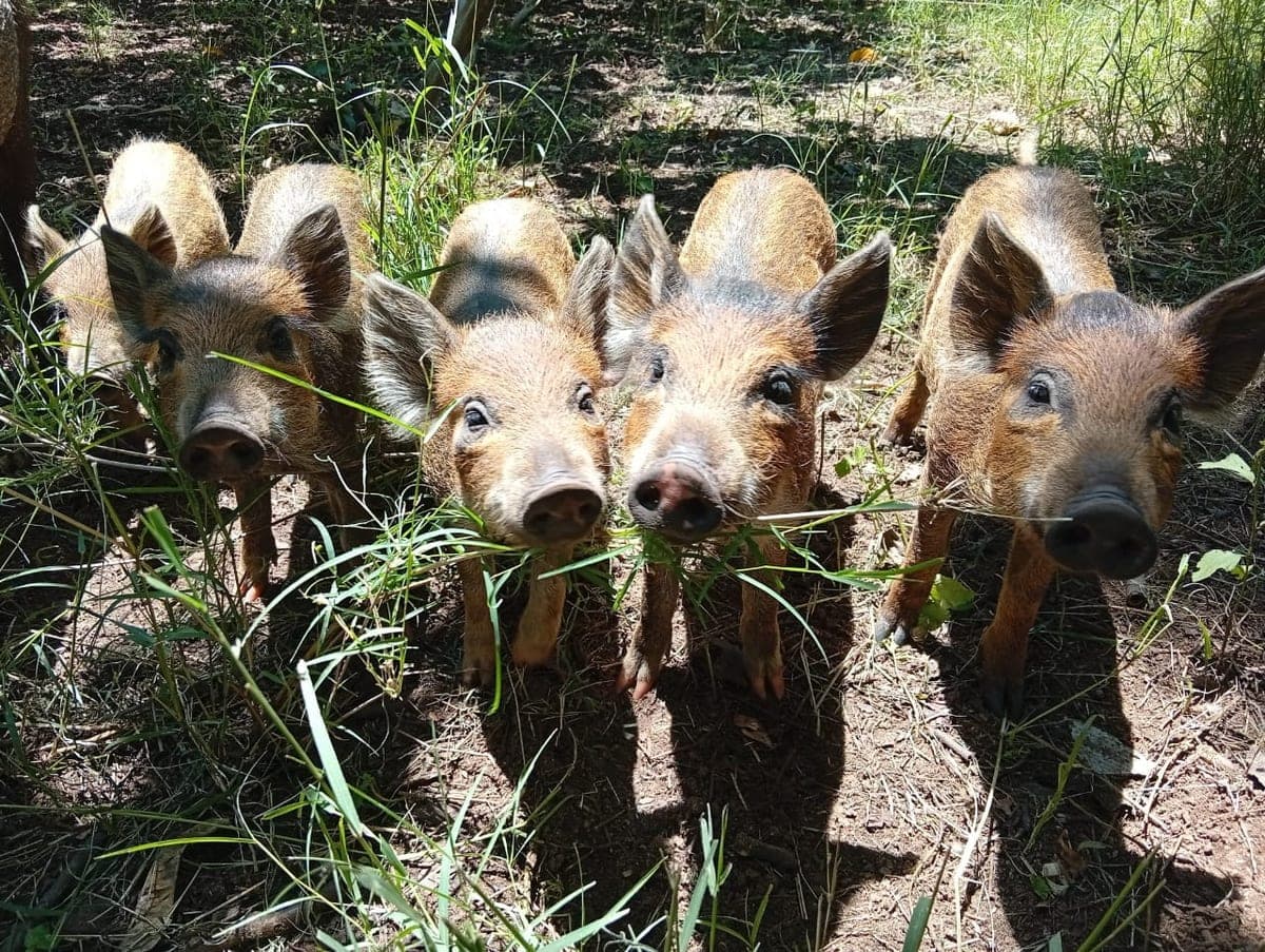 Young pigs foraging on the farm