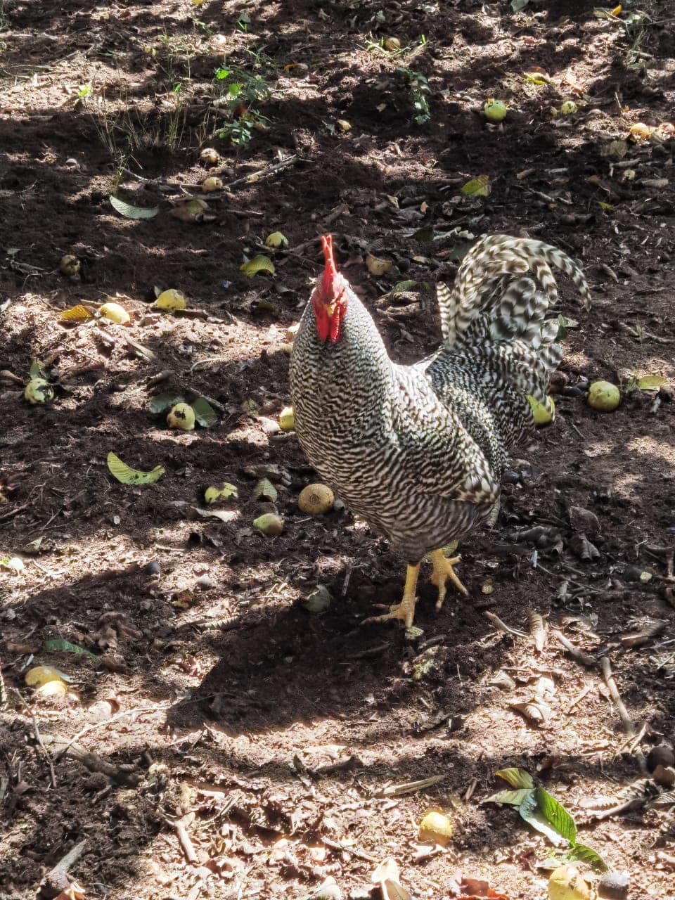 A rooster in the orchard